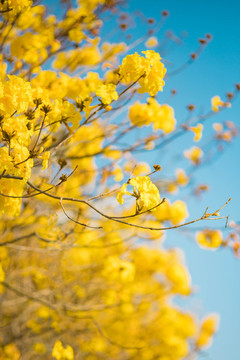 黃花風鈴木