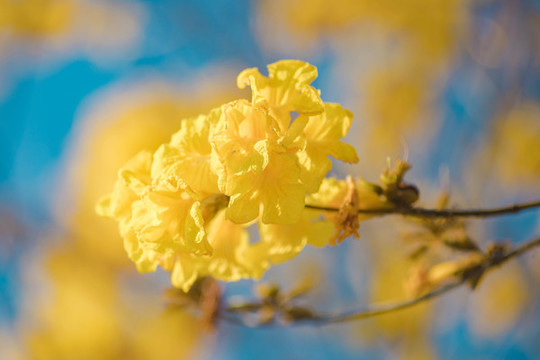 黃花風(fēng)鈴木