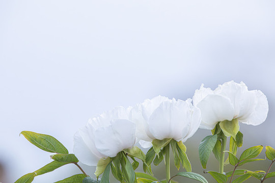 牡丹花
