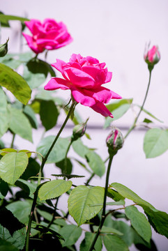 紫色月季花