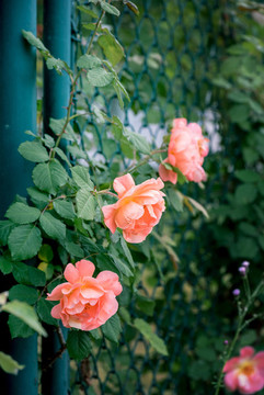 月季花開