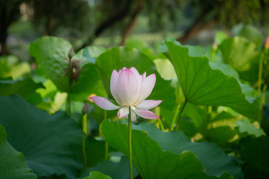 盛開(kāi)的荷花