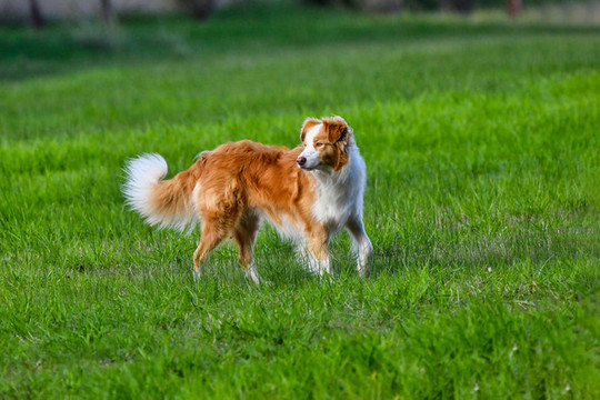 迷你貝吉格里芬凡丁犬