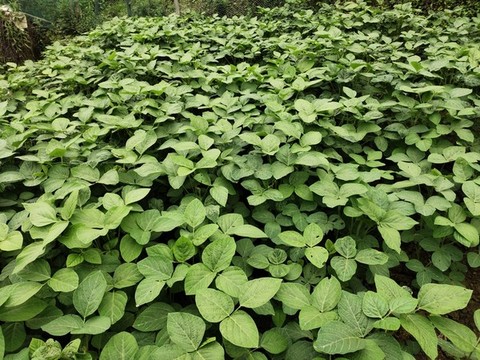 黃豆種植