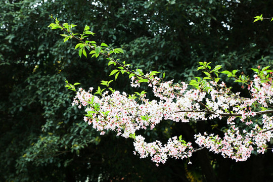 櫻花
