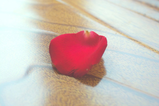 紅玫瑰花瓣