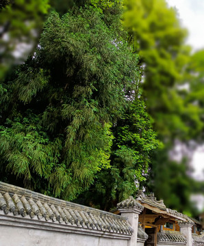 蔥綠柳杉