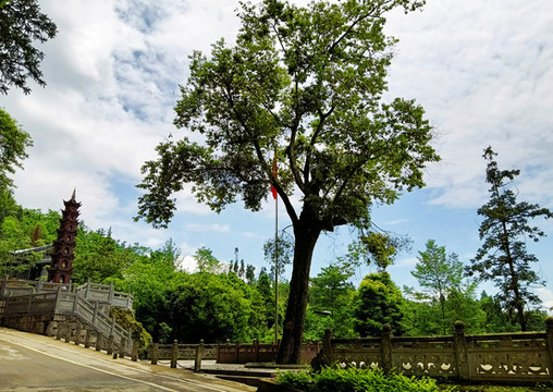 一顆大樹(shù)