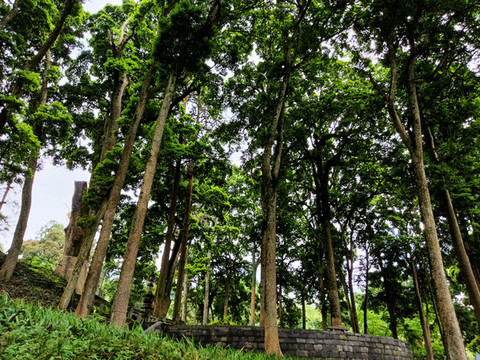 云峰寺楨楠樹林