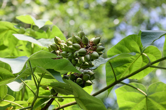 泡桐樹果