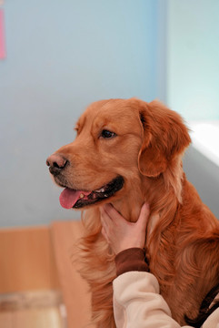寵物狗狗萌寵萌犬金毛