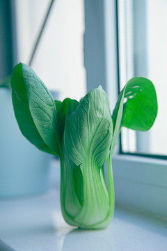 小油菜