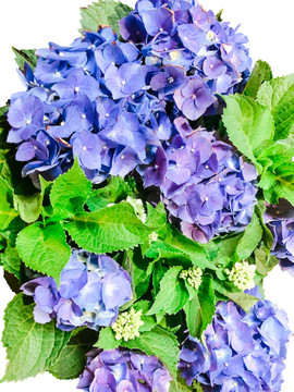 繡球花
