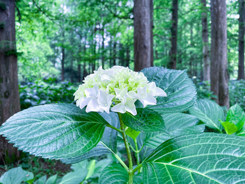 繡球花