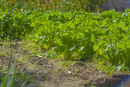 菜園