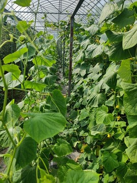 大棚黃瓜栽培