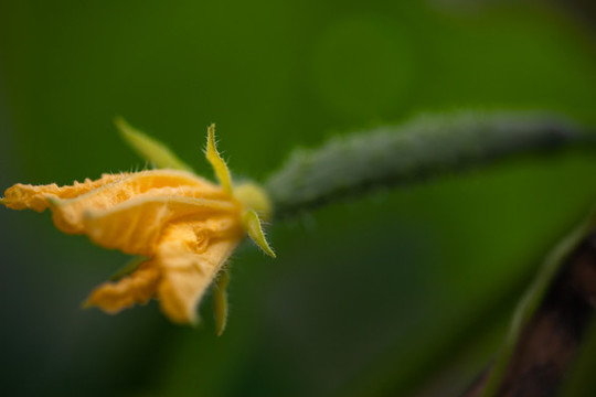 黃瓜花