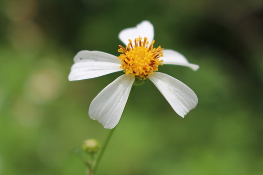 蟹鉗花