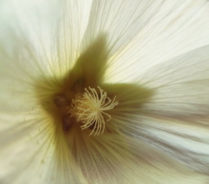蜀葵花