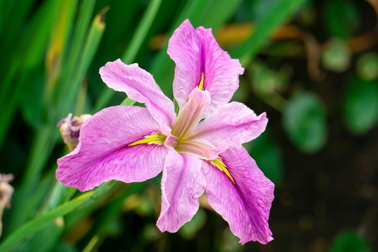 盛開的鳶尾花