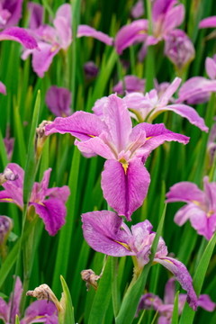 盛開的鳶尾花