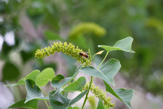 蜜蜂