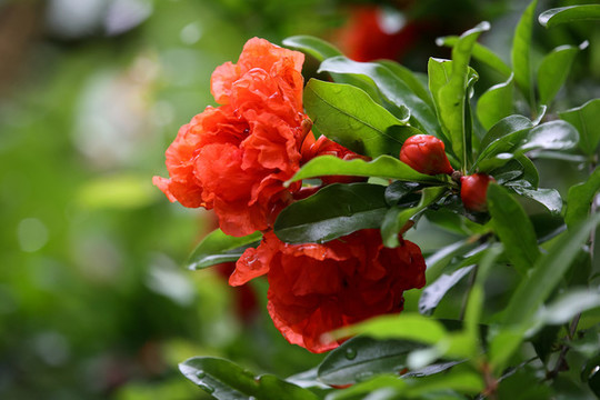 石榴花