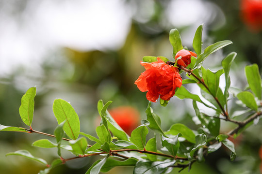 石榴花