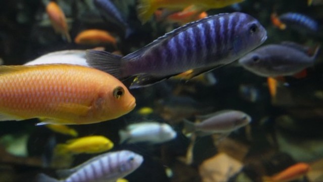 魚類三湖慈鯛彩色熱帶魚水族