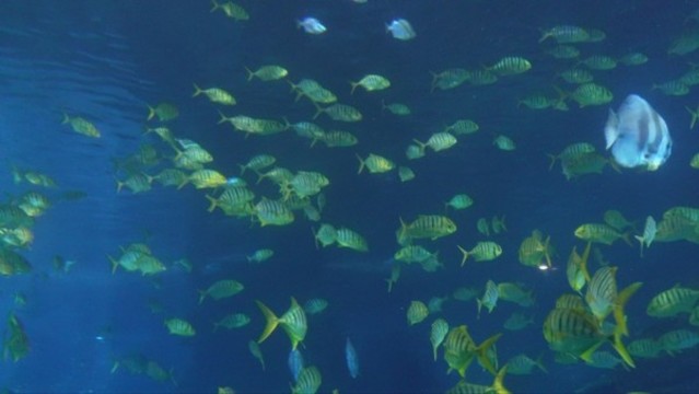 魚群深海神秘水下熱帶魚