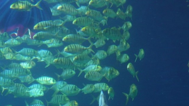 魚群深海神秘水下熱帶魚