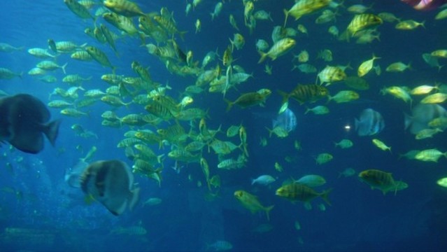 魚群深海神秘水下熱帶魚