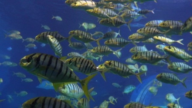 魚群深海神秘水下熱帶魚