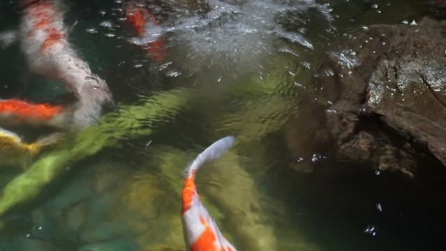 招財錦鯉鯉魚觀賞魚