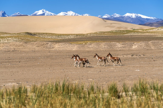 西藏阿里藏野驴