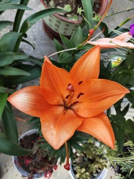 橙色百合花