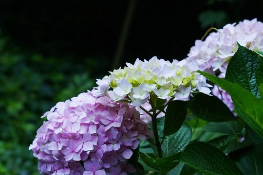 繡球花