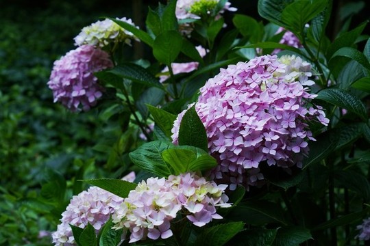 繡球花