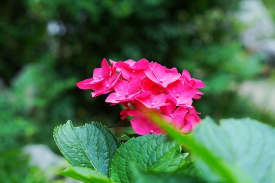 繡球花