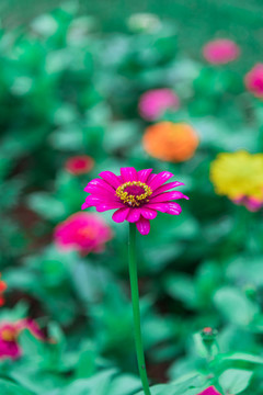 五顏六色的波斯菊