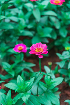 五顏六色的波斯菊
