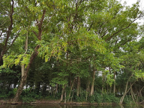 河邊茂密的樹(shù)林