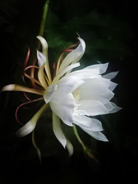 曇花