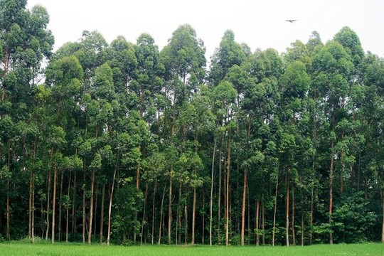 綠樹林