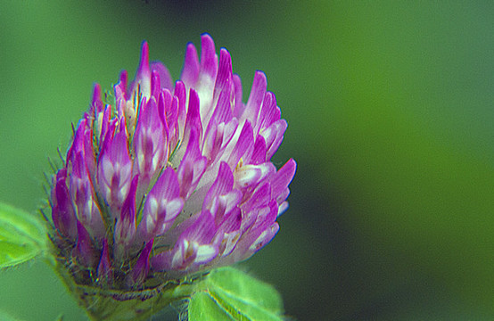 花蕊別樣美