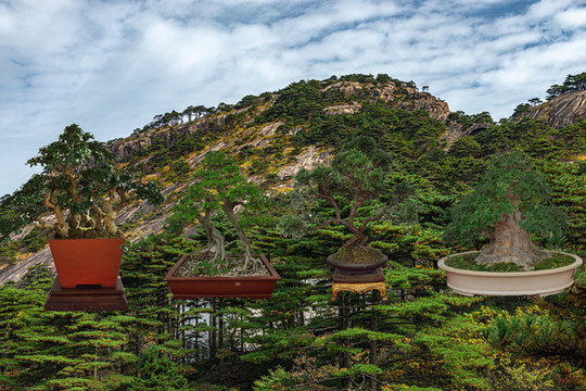 黃山盆景