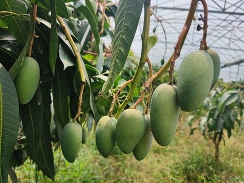 樹上的芒果