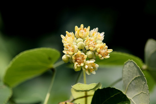 南京椴樹(shù)花