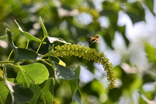 蜜蜂