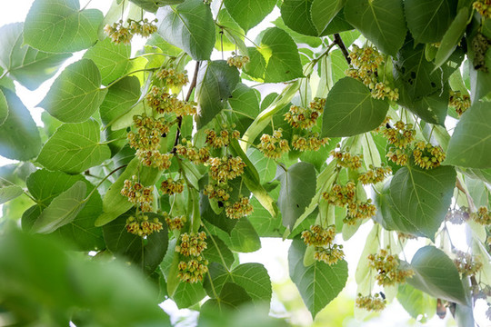 南京椴樹花